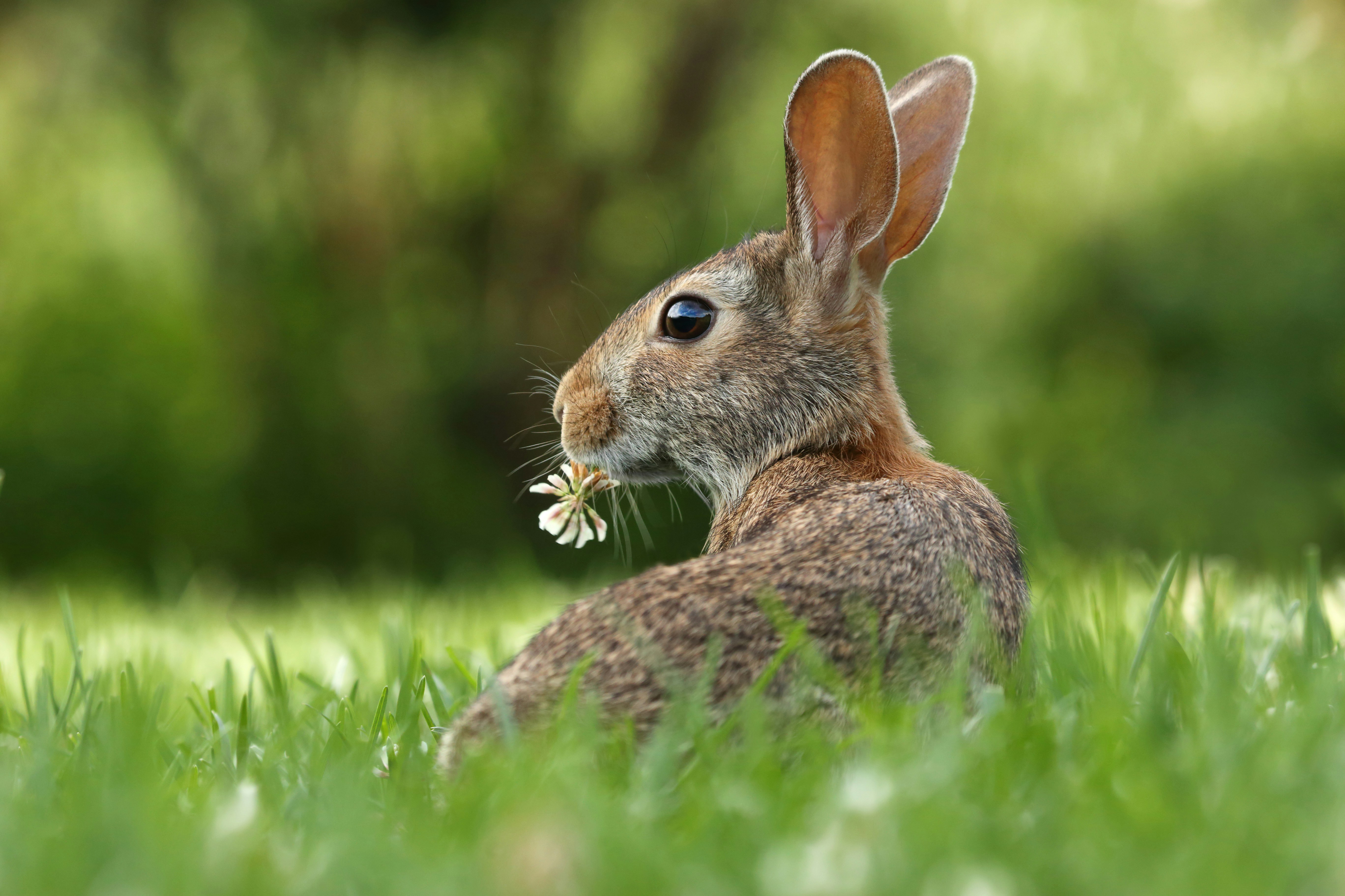 rabbit eating a flower